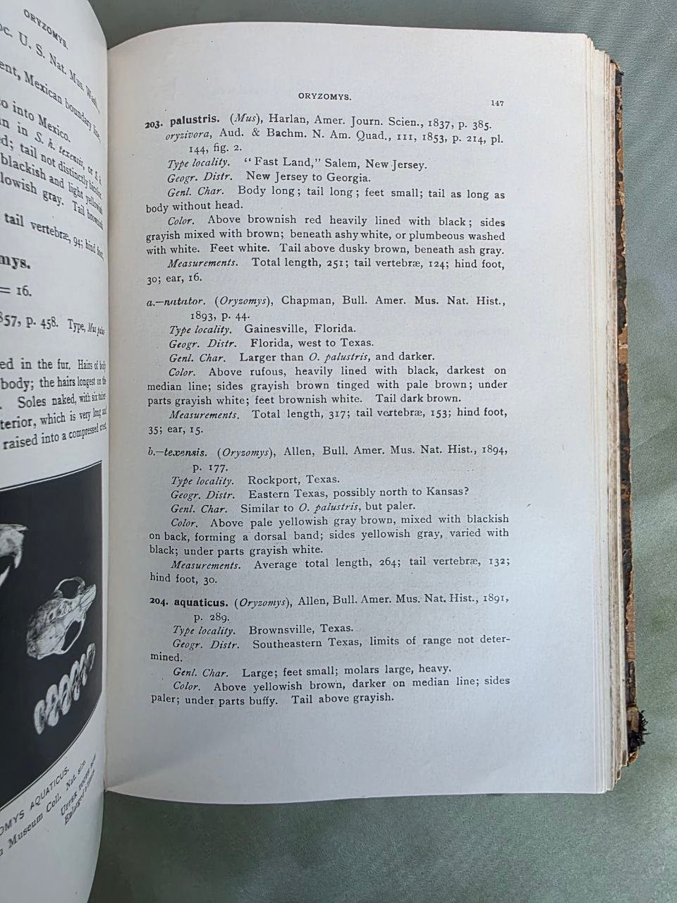 Daniel Giraud Elliot – A Synopsis of the Mammals of North America and the Adjacent Seas (1901) First Edition