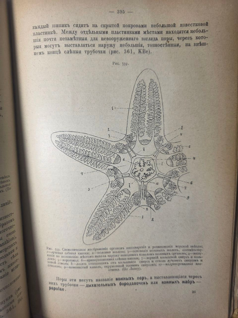 Course of Zoology — Volume II by Nikolai Zograf (1898)