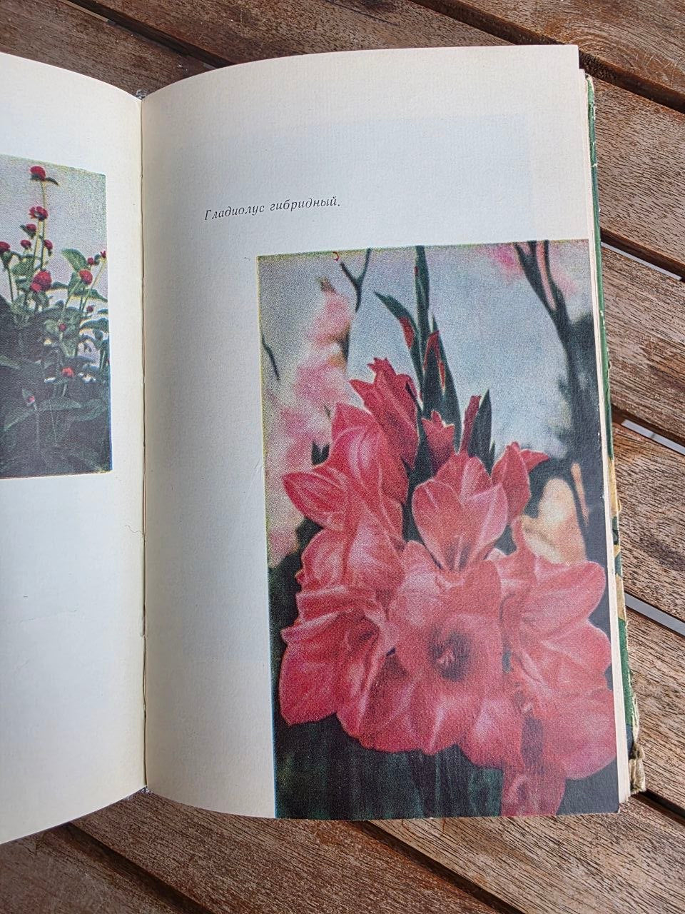 Vintage 1964 Soviet Book: Flowers (Kazakhstan Flora) | Tsar to Soviet Books