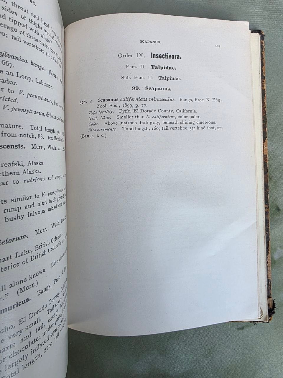 Daniel Giraud Elliot – A Synopsis of the Mammals of North America and the Adjacent Seas (1901) First Edition