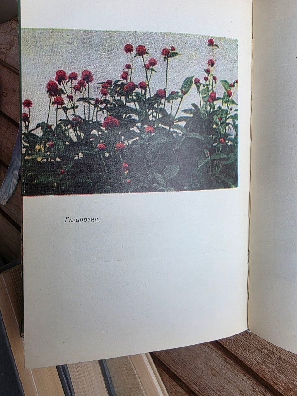 Vintage 1964 Soviet Book: Flowers (Kazakhstan Flora) | Tsar to Soviet Books