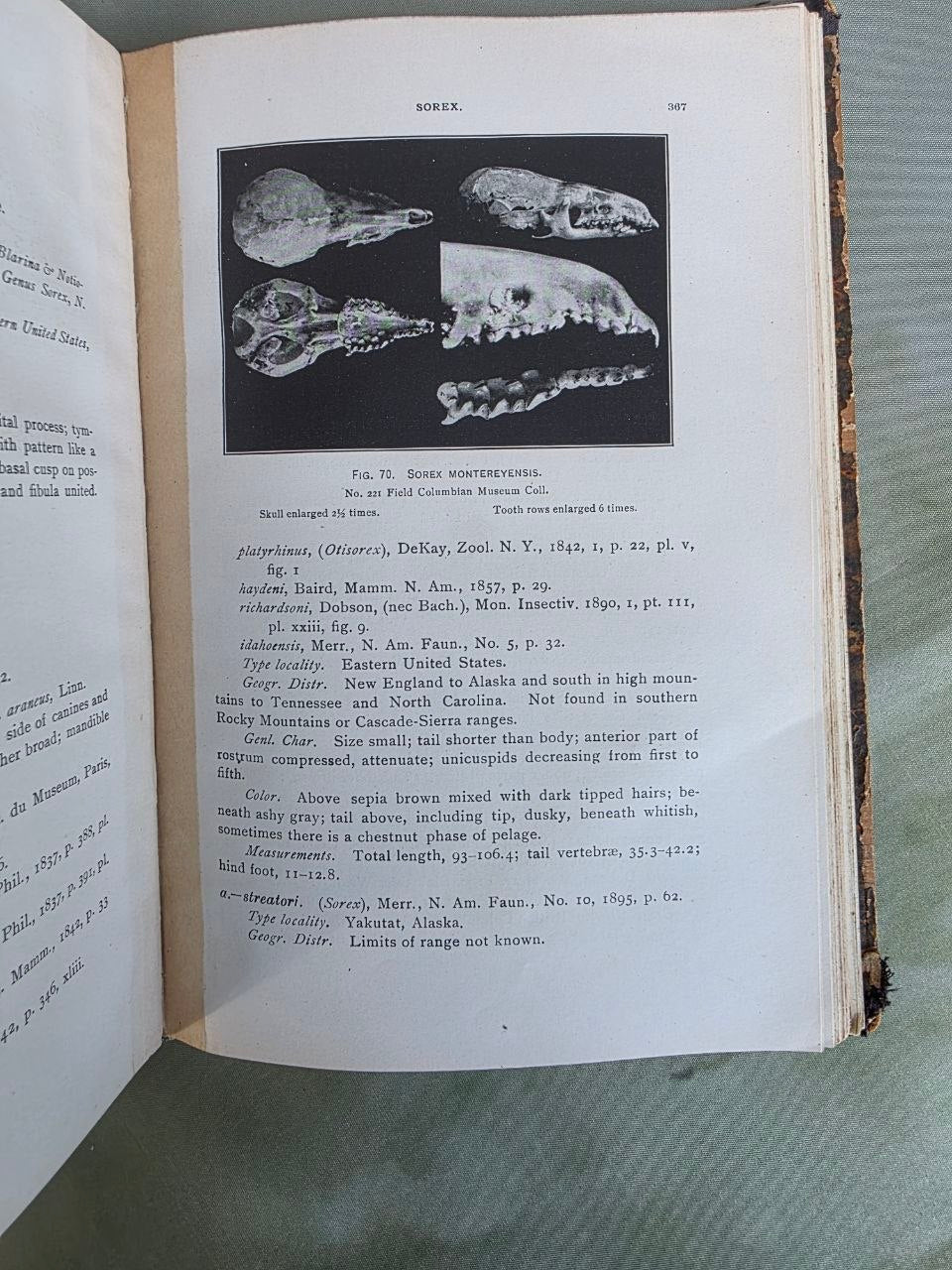 Daniel Giraud Elliot – A Synopsis of the Mammals of North America and the Adjacent Seas (1901) First Edition