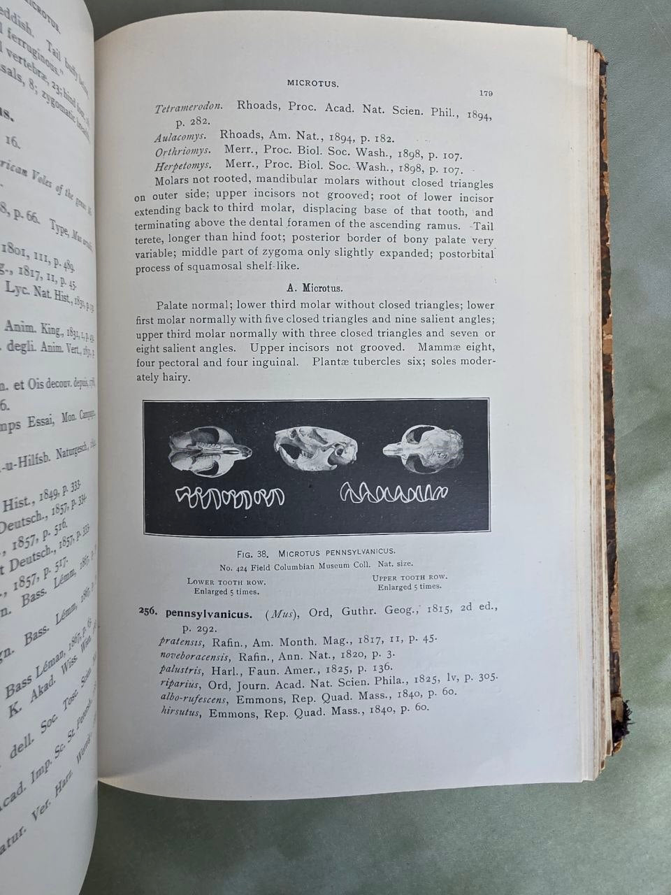 Daniel Giraud Elliot – A Synopsis of the Mammals of North America and the Adjacent Seas (1901) First Edition