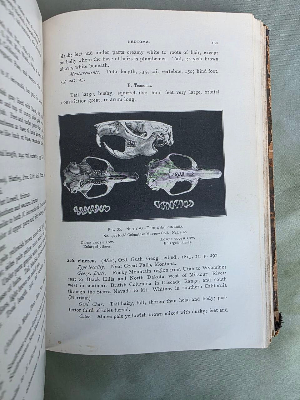 Daniel Giraud Elliot – A Synopsis of the Mammals of North America and the Adjacent Seas (1901) First Edition