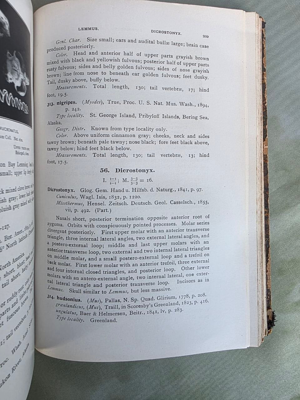 Daniel Giraud Elliot – A Synopsis of the Mammals of North America and the Adjacent Seas (1901) First Edition