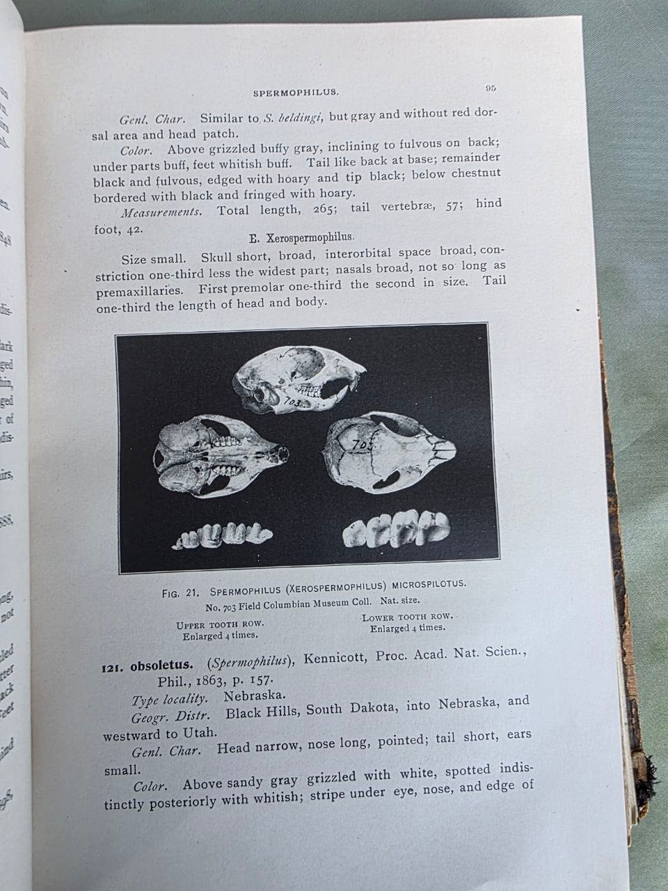 Daniel Giraud Elliot – A Synopsis of the Mammals of North America and the Adjacent Seas (1901) First Edition