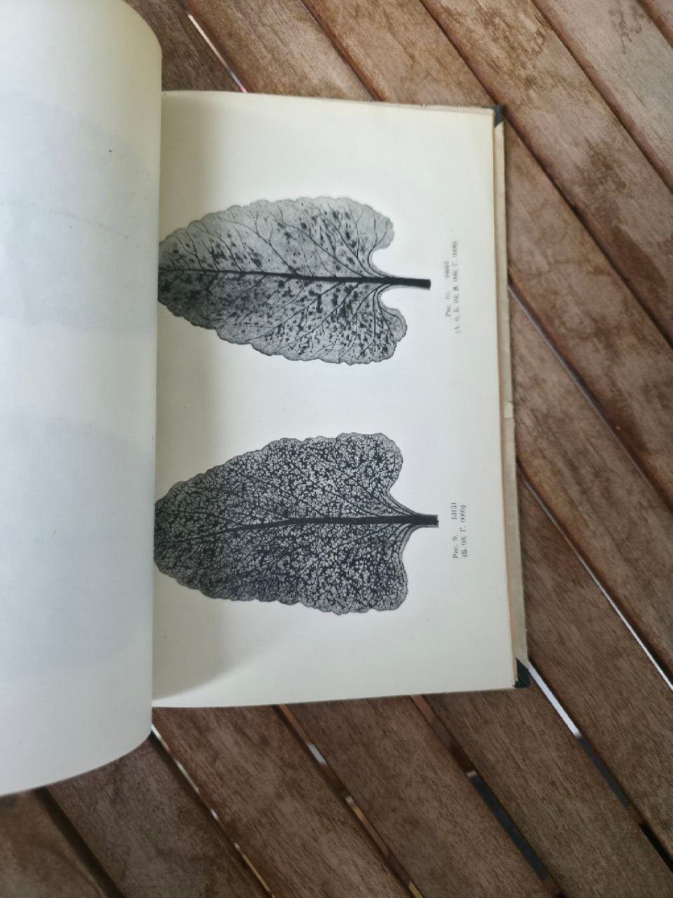USSR magazine I TYPES OF SPOTTINESS ON THE LEAVES OF SUGAR BEET