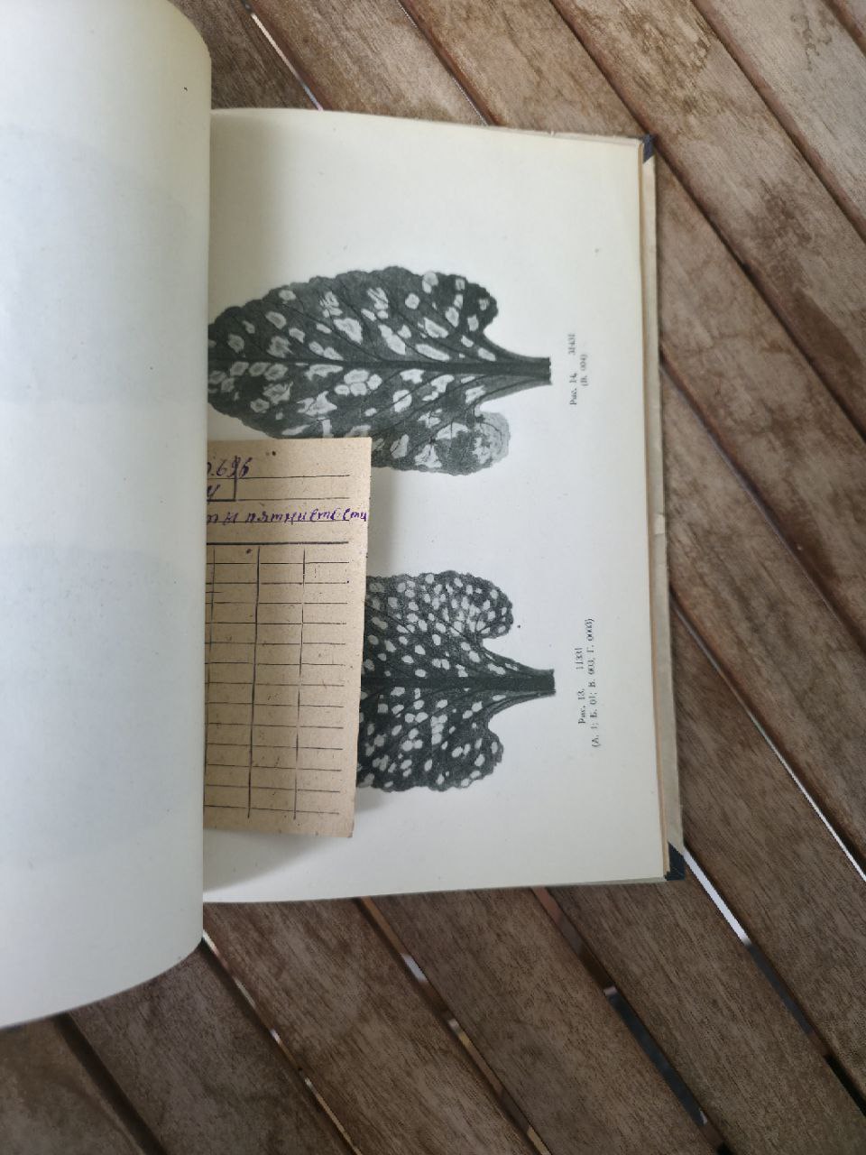 USSR magazine I TYPES OF SPOTTINESS ON THE LEAVES OF SUGAR BEET