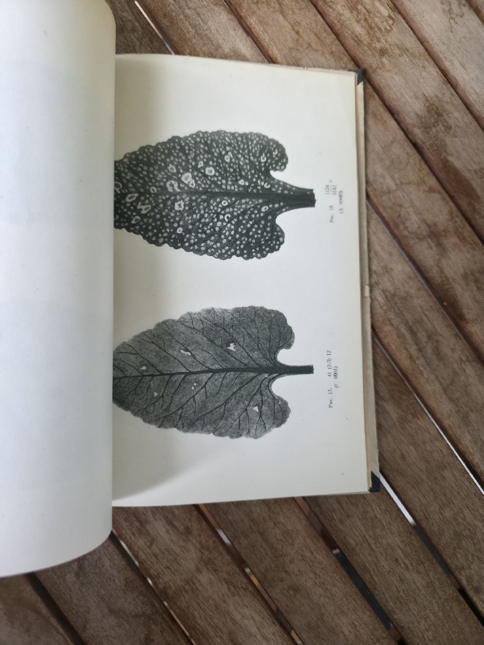 USSR magazine I TYPES OF SPOTTINESS ON THE LEAVES OF SUGAR BEET