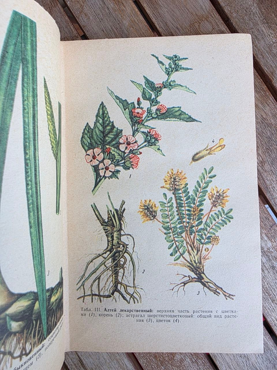 Vintage 1975 Soviet Book: Medicinal Plants of Ukraine – D. S. Ivashin | Tsar to Soviet Books