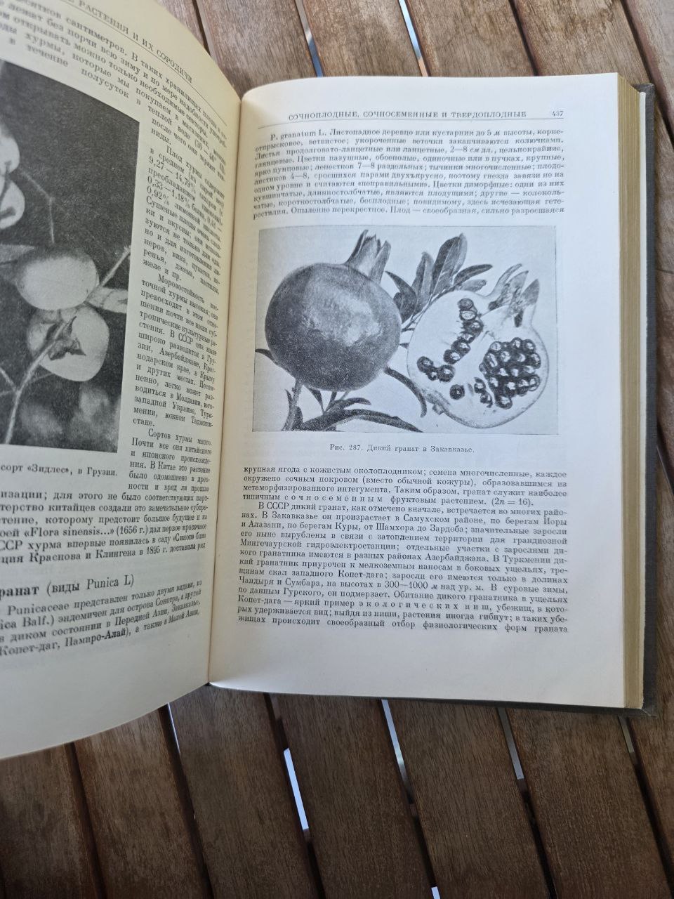 Культурные растения и их сородичи I Cultivated Plants and Their Relatives I 1950