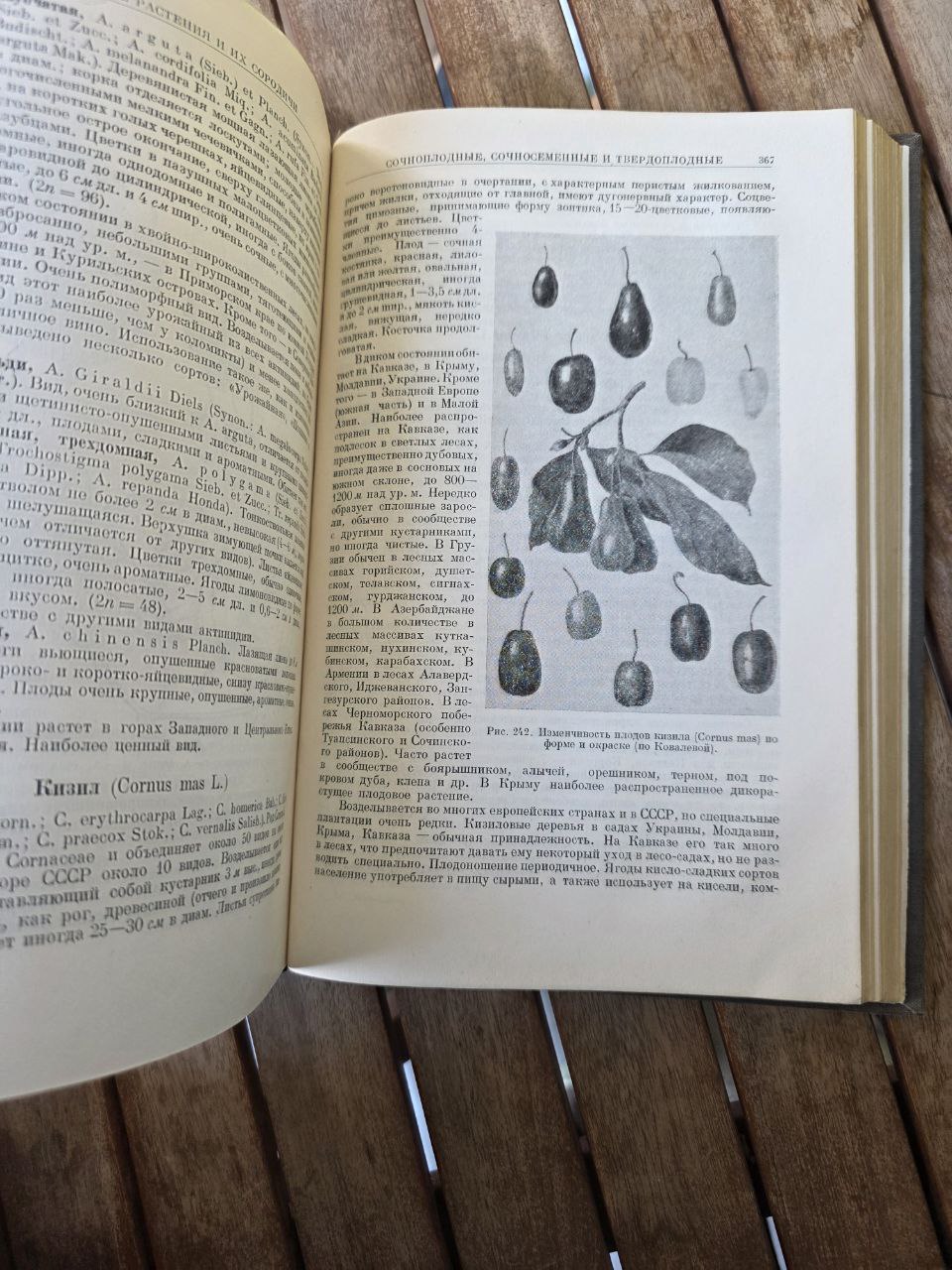 Культурные растения и их сородичи I Cultivated Plants and Their Relatives I 1950