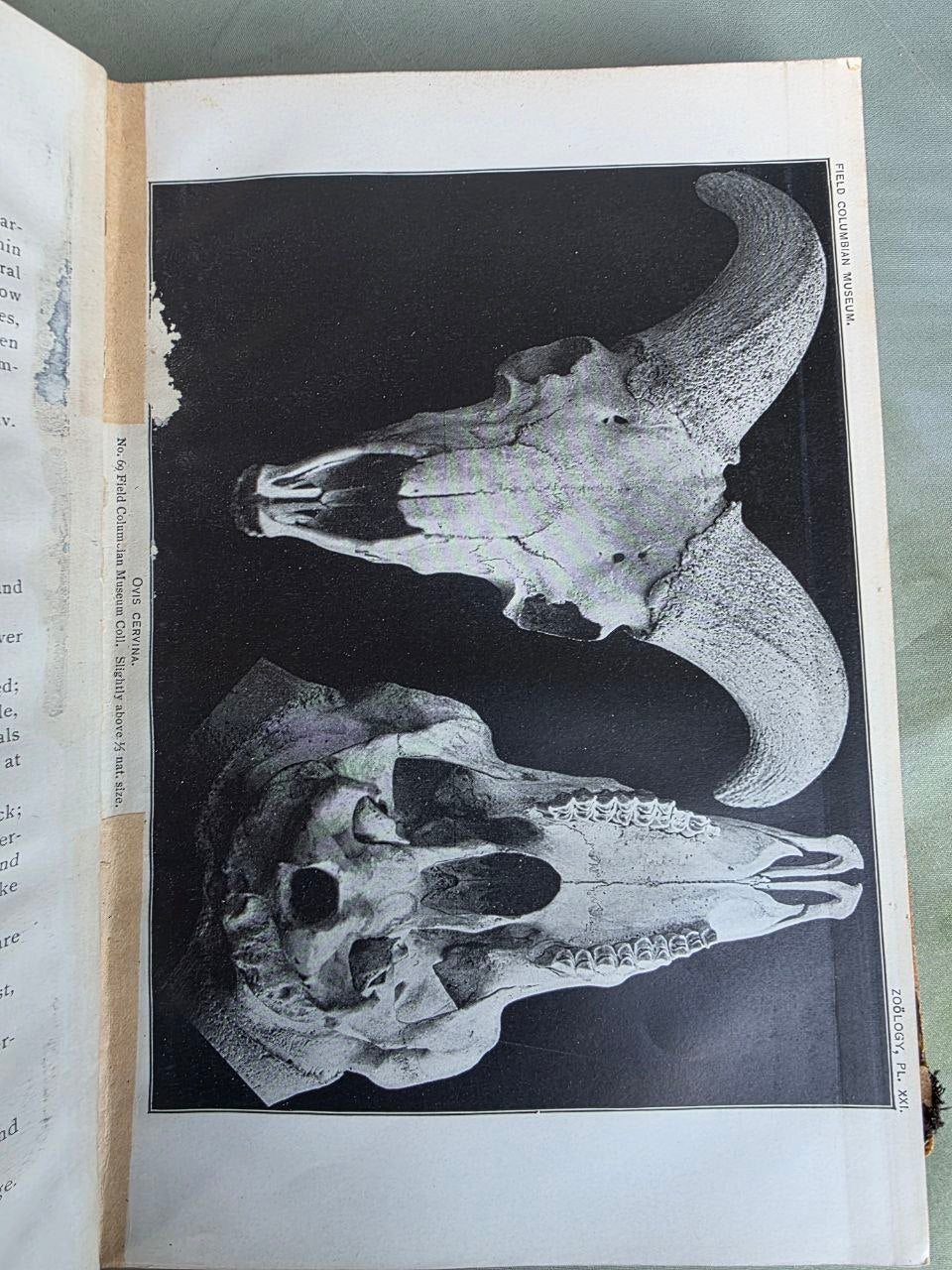 Daniel Giraud Elliot – A Synopsis of the Mammals of North America and the Adjacent Seas (1901) First Edition
