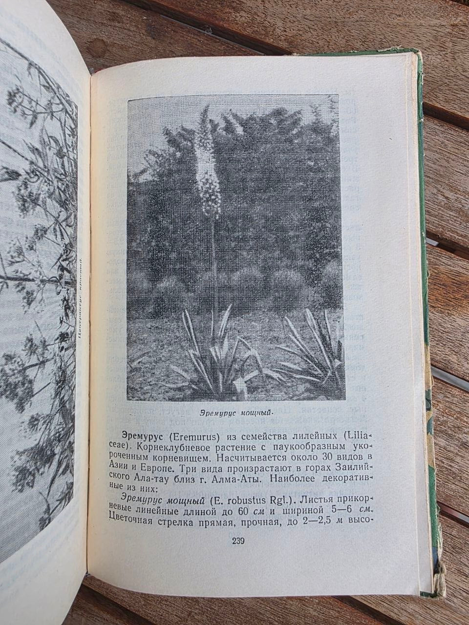 Vintage 1964 Soviet Book: Flowers (Kazakhstan Flora) | Tsar to Soviet Books