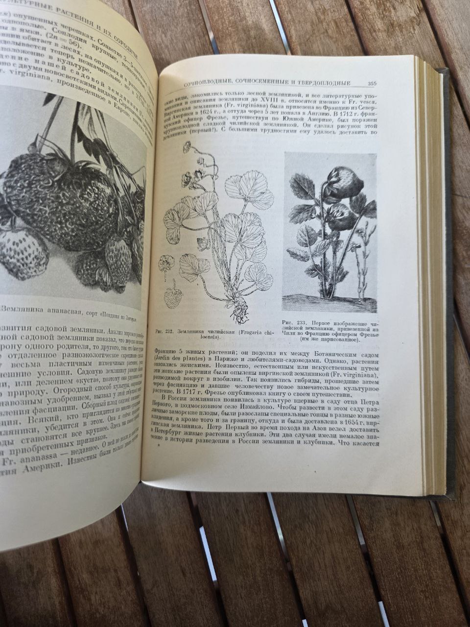 Культурные растения и их сородичи I Cultivated Plants and Their Relatives I 1950