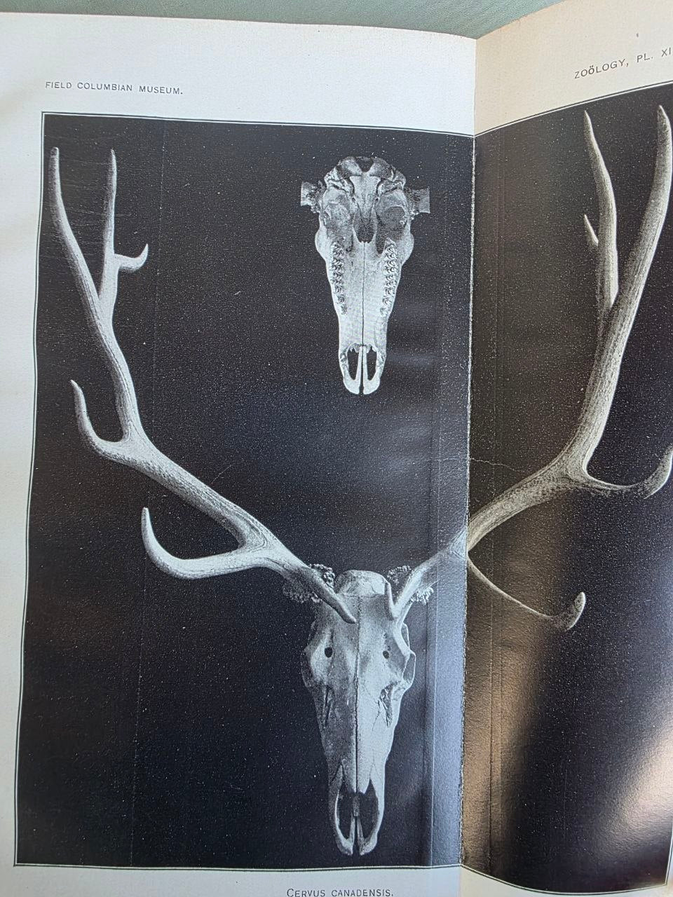 Daniel Giraud Elliot – A Synopsis of the Mammals of North America and the Adjacent Seas (1901) First Edition